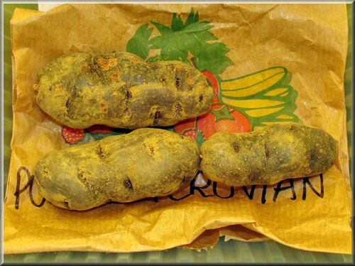 Pomme de terre Purple Peruvian