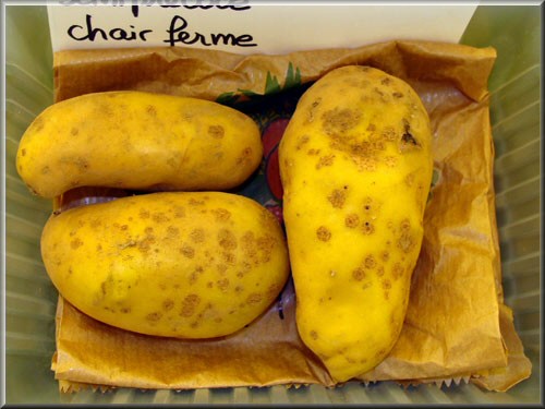 Pomme de terre Ratte 