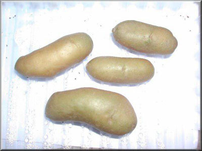 Pomme de terre Ratte Ancienne