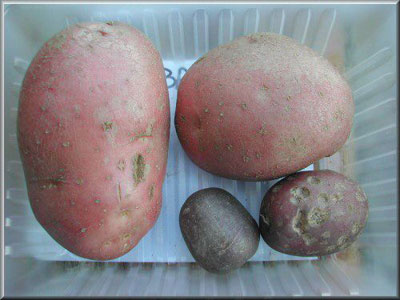 Pomme de terre Red Baron