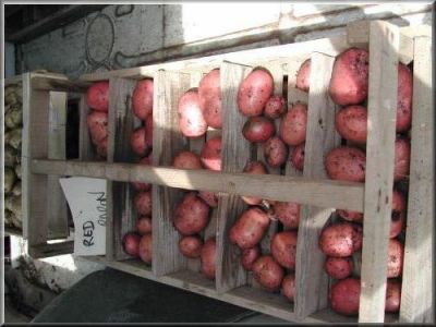 Pomme de terre Red Baron