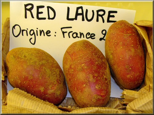 Pomme de terre Redlaure