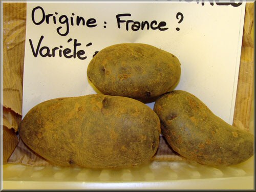 Pomme de terre Reine des Cuisines