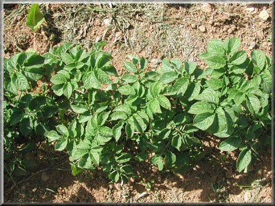 Pomme de terre Reine des Cuisines
