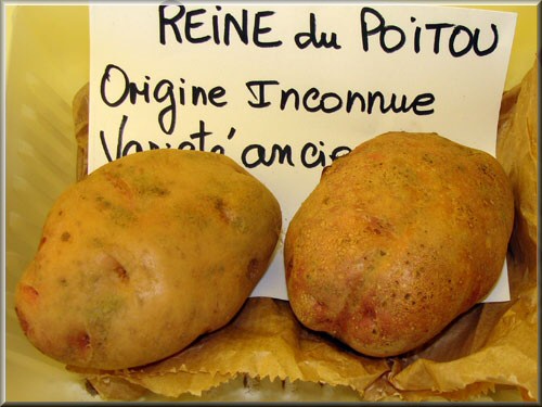 Reine du Poitou