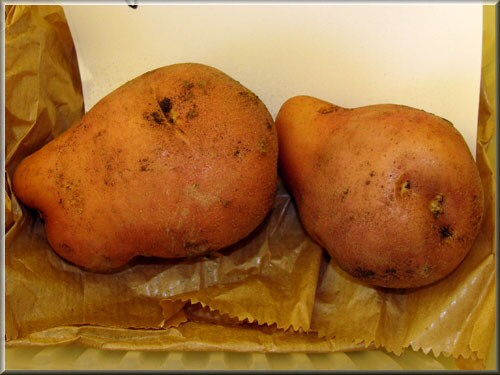 Pomme de terre Romano