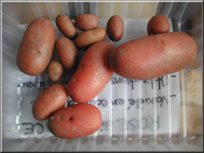 Pomme de terre Rose de France