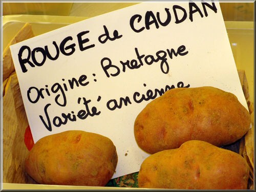 Pomme de terre Rouge de Caudan