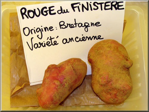 Pomme de terre Rouge du Finistère