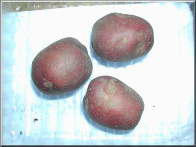 Pomme de terre Rouge du Finistère