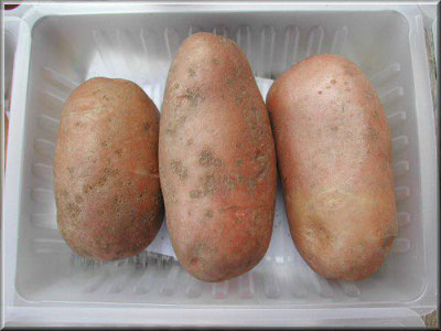 Pomme de terre Rubis