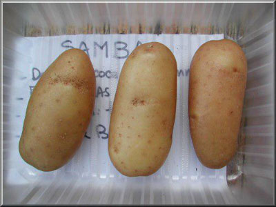 Pomme de terre Samba