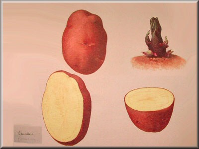 Pomme de terre Saucisse 