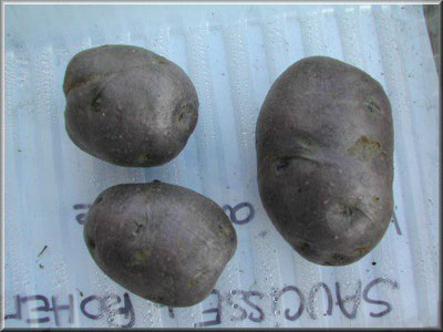 Pomme de terre Saucisse de Bohême