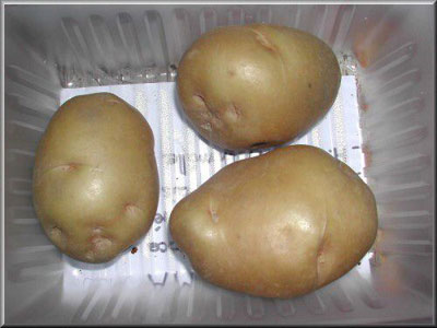 Pomme de terre Sirtema