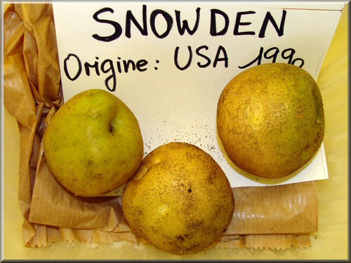 Pomme de terre Snowden