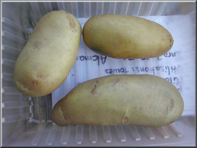 Pomme de terre Starlette