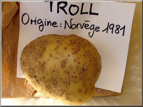 Pomme de terre Troll