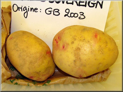 Pomme de terre Vales Sovereign