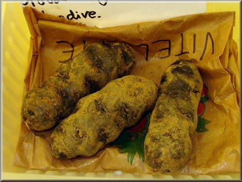 Pomme de terre Vitelotte Noire