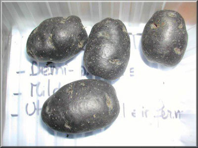 Pomme de terre Vitelotte Noire