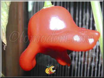 Piment 