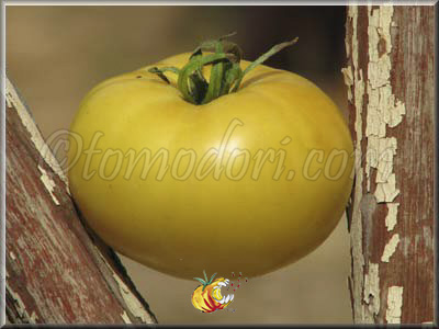 Tomate 1884 Yellow Pink Heart