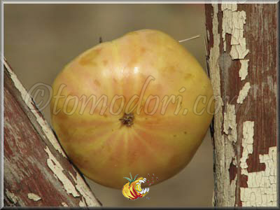 Tomate 1884 Yellow Pink Heart