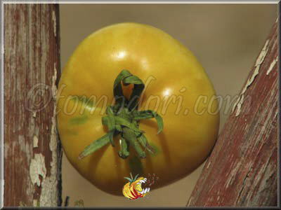 Tomate 1884 Yellow Pink Heart