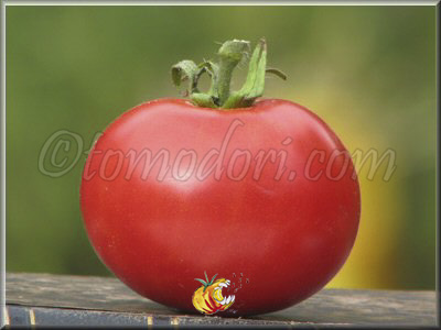 Tomate Abraham Lincoln
