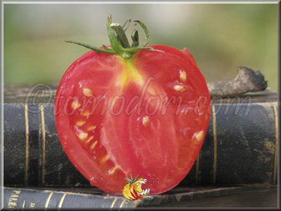Tomate Abraham Lincoln