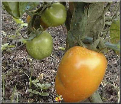 Tomate Almetia