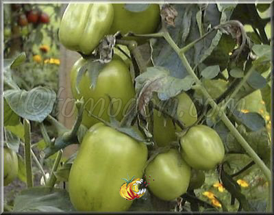 Tomate Almetia