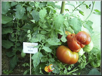 Tomate Altajsky Urozajnij