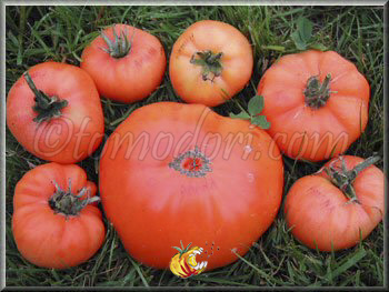 Tomate Amana Orange