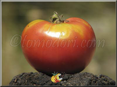 Tomate Amana Pink
