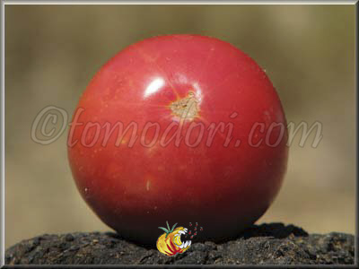 Tomate Amana Pink
