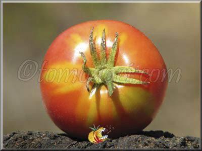 Tomate Amana Pink