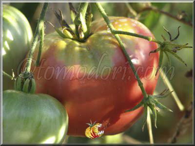 Tomate Amana Pink