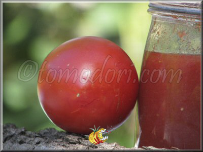 Tomate Amish Paste