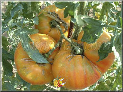 Tomate Ananas