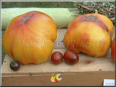Tomate Ananas