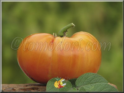 Tomate Ananas Potato Leaf