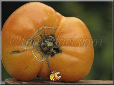 Tomate Ananas Potato Leaf