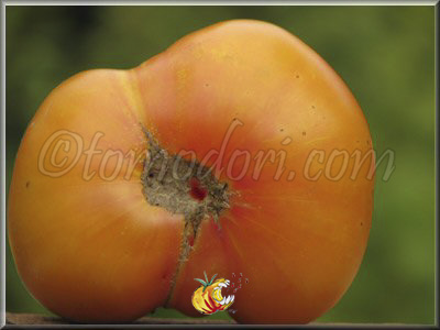 Tomate Ananas Potato Leaf