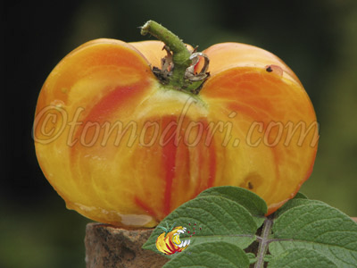 Tomate Ananas Potato Leaf