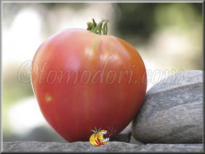 Tomate Anna Russian
