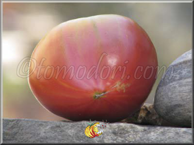 Tomate Anna Russian