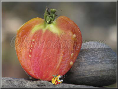 Tomate Anna Russian
