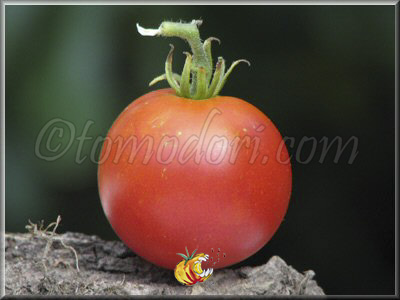 Tomate Api Rouge